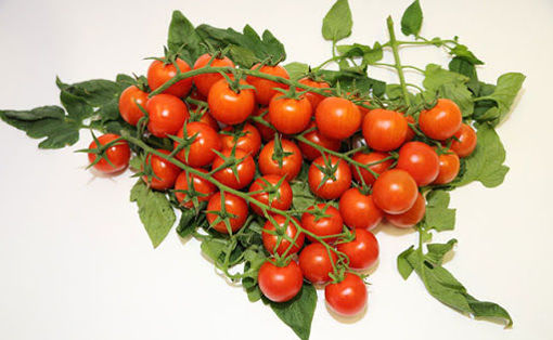 Picture of RED CHERRY TOMATO OF PACHINO