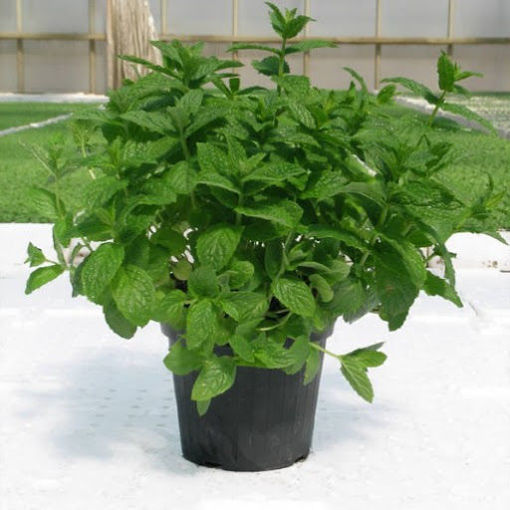 Picture of SEEDLING OF MINT