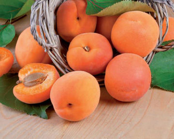 Moro” and “Sanguinello” Orange: from Sicily to Japan