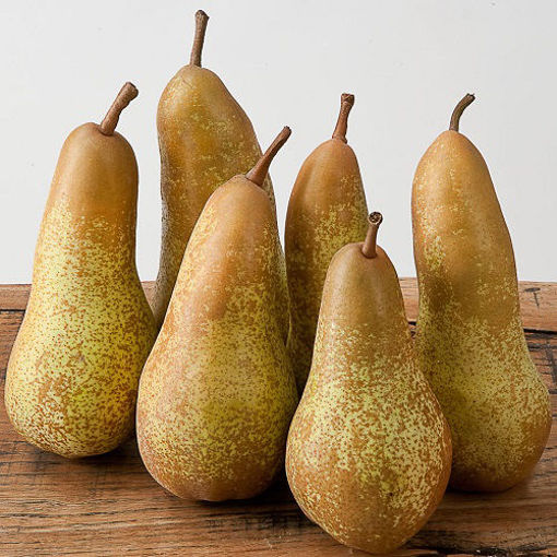 Picture of PEARS ABATE 