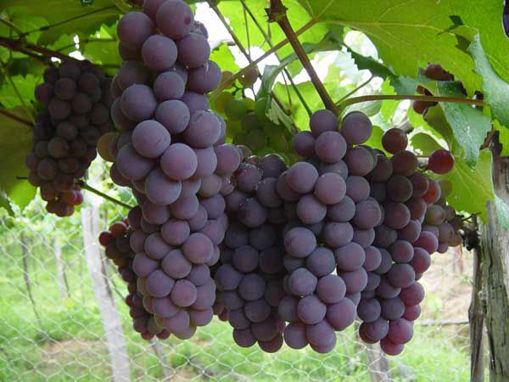 Picture of BLACK GRAPES