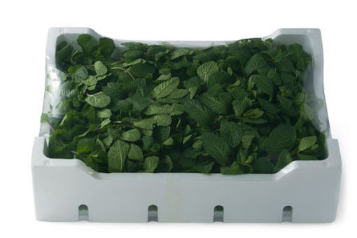 Immagine di MENTA minicollo GR.250