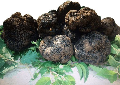 Picture of FRESH CROCHED BLACK TRUFFLE