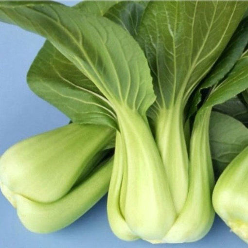 Immagine di PAKCHOI VERDE