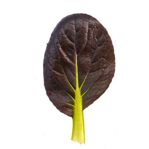 Immagine di PAKCHOI ROSSO