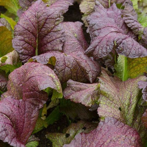 Immagine di SENAPE ROSSA